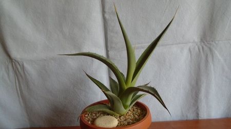 Agave sp.