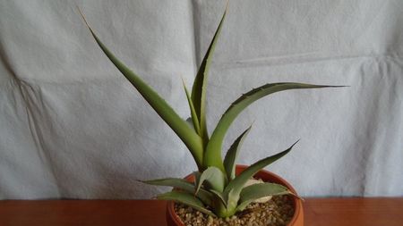 Agave sp.