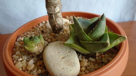 Agave pumila f. nana & Agave pumila hb.