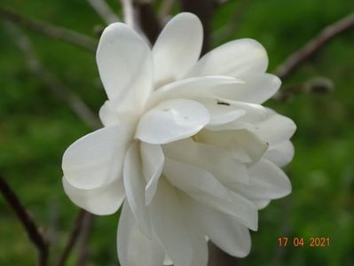 magnolia Mag's Pirouette