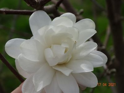 magnolia Mag's Pirouette