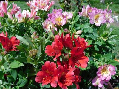 Alstroemeria