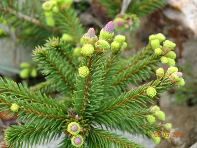 picea abies Pusch