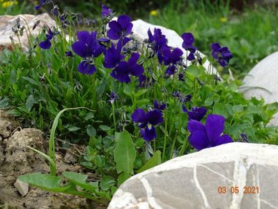 viola calcarata