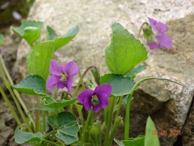 viola rubra