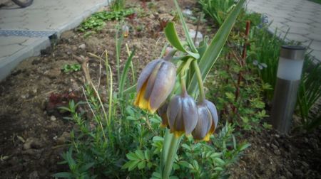 Fritillaria michailovskyi