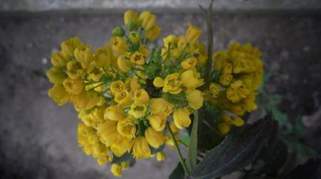 Mahonia,splendida