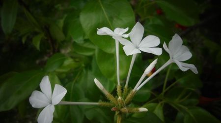 Plumbago zeylanica