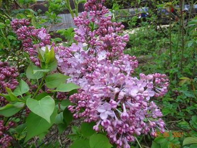 syringa Maiden's Blush