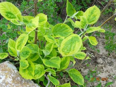 hydrangea arb. Golden Annabell