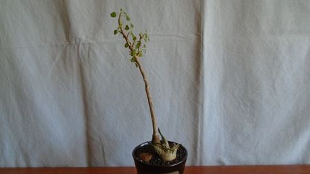 Euphorbia misera & Euphorbia cylindrifolia; replantate in 30 apr. 2021
