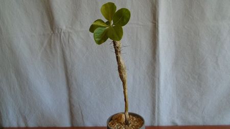 Fouquieria (Idria) columnaris; replantata in 30 apr. 2021
