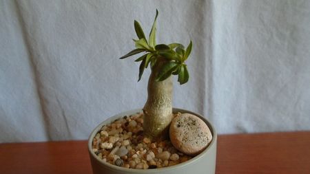 Pachypodium bispinosum