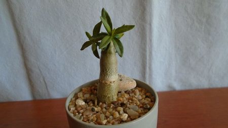 Pachypodium bispinosum