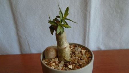 Pachypodium bispinosum