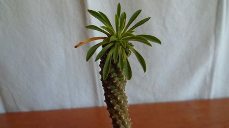 Euphorbia bupleurifolia cv. Sotetsu kirin