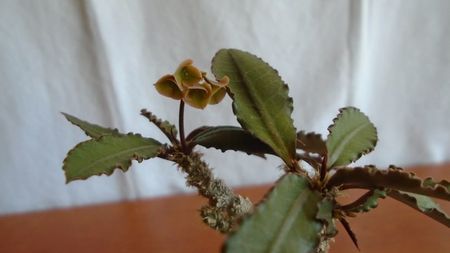 Euphorbia suzannae-marnierae