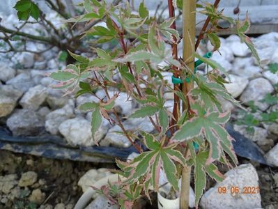 acer palmatum Taylor