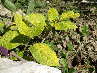 viburnum lantana variegatum