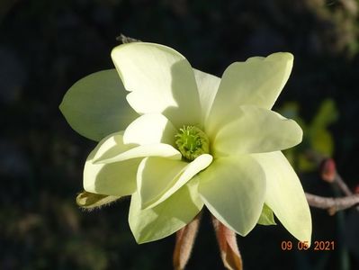 magnolia Gold Star - prima floare