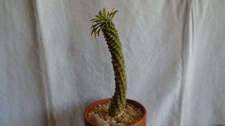 Euphorbia bupleurifolia cv. Sotetsu kirin