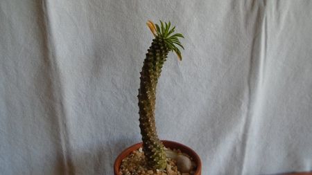 Euphorbia bupleurifolia cv. Sotetsu kirin