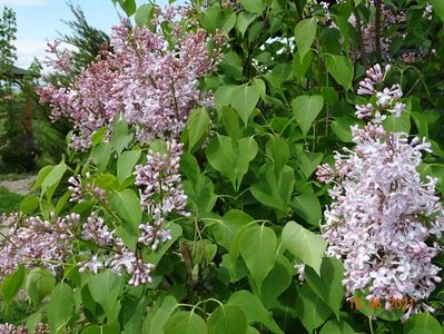 syringa California Rose