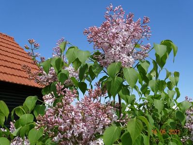 syringa California Rose