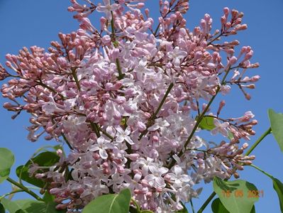 syringa California Rose