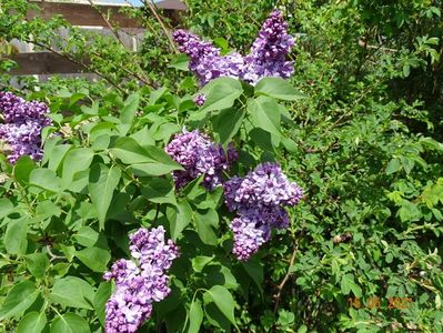 syringa Marechal Lannes