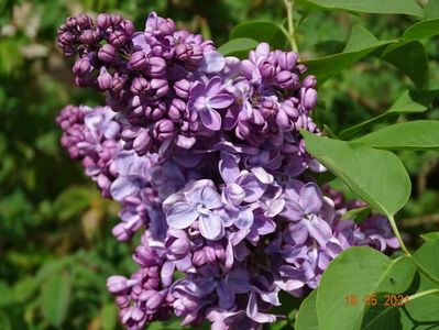 syringa Marechal Lannes