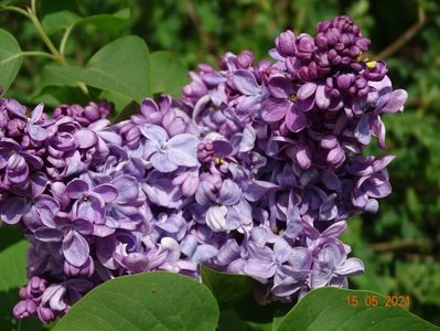 syringa Marechal Lannes