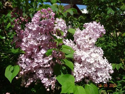 syringa Maiden's Blush