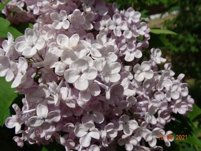 syringa Maiden's Blush