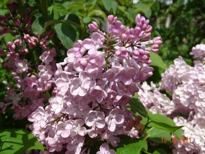 syringa Maiden's Blush