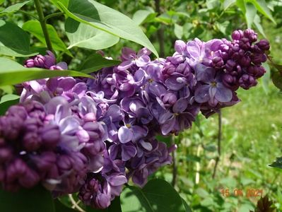 syringa Marechal Lannes