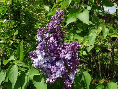 syringa Nadezhda