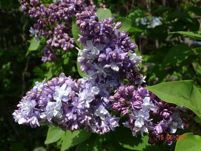 syringa Nadezhda