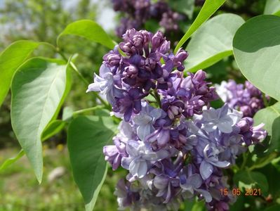 syringa Nadezhda