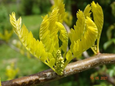 gleditsia Sunburst la primele flori