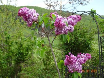 syringa Hortensja