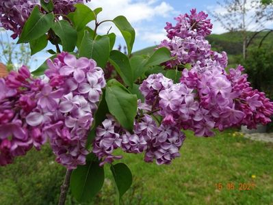 syringa Hortensja