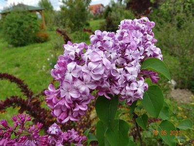 syringa Hortensja