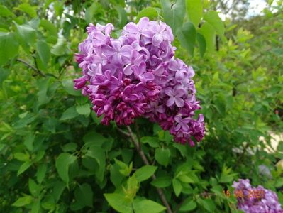 syringa Esther Staley