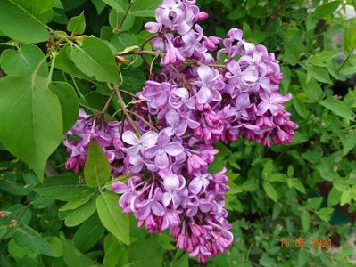 syringa Esther Staley