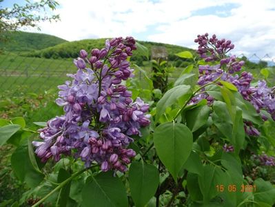 syringa Marechal Foch