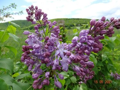 syringa Marechal Foch