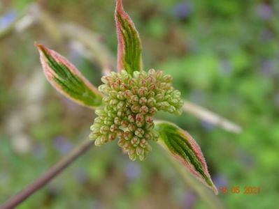 cornus controversa Goldstar