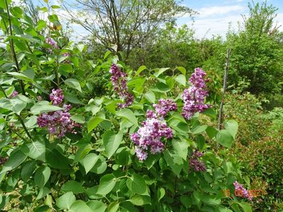 syringa Katherine Havemeyer