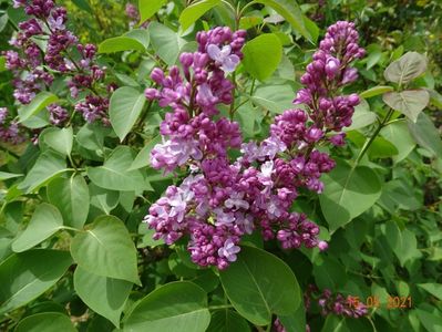 syringa Katherine Havemeyer